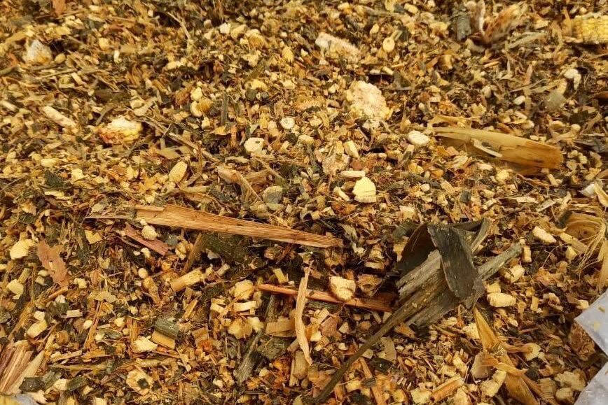 Corn Silage/Murghas (मका मुरघास)