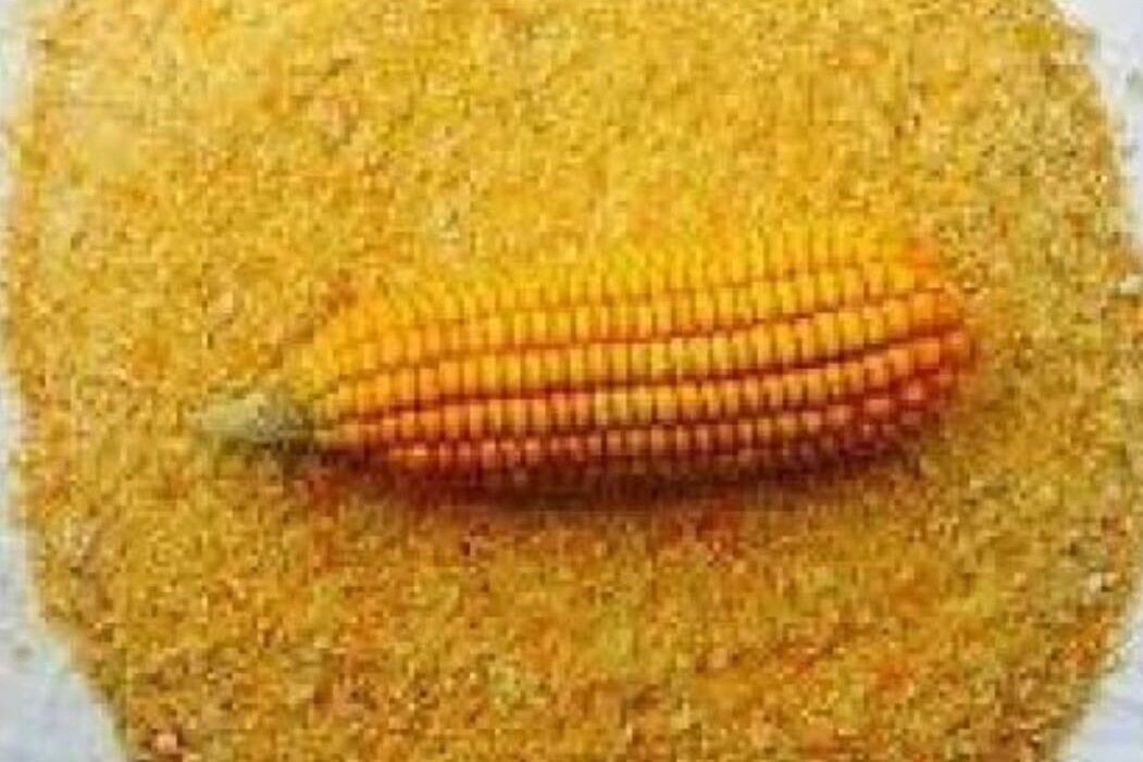 Corn/Maka Bharda (मका भरडा)