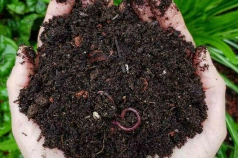 Vermi Compost